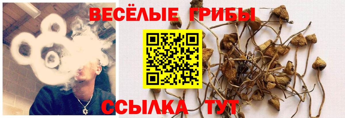 Галлюциногенные грибы Magic Shrooms  Псилоцибиновые грибы MAGIC MUSHROOMS  Владикавказ  Вход с VPN 